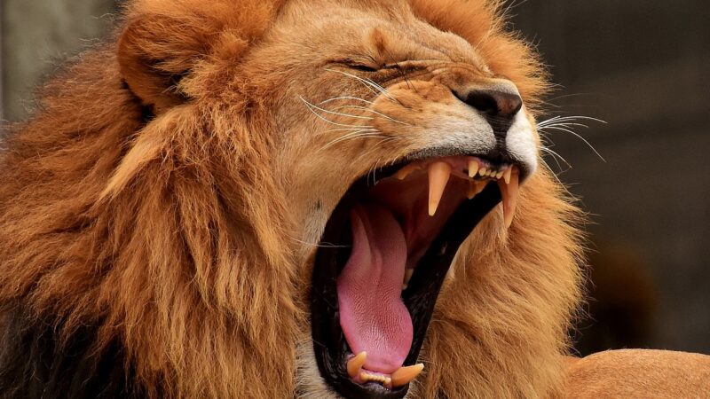 Lion killed animals protecting their extinction
