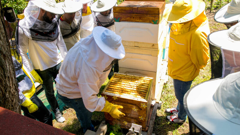 Перно Рикар осиновява 3 кошера и над 180 000 пчели в България