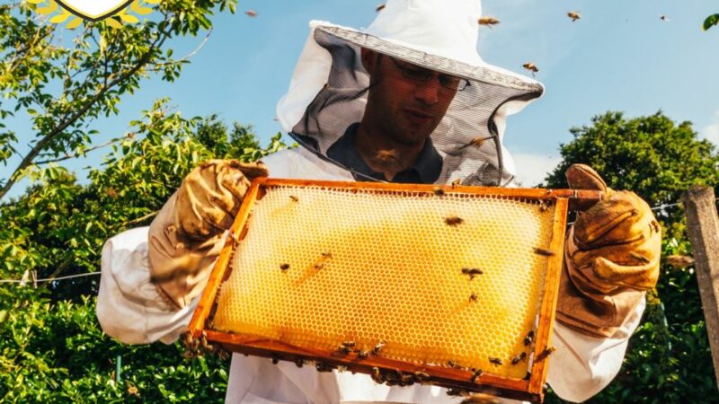 Kaufland осигури 5 стипендии на любители-пчелари в „Пчеларски университет“