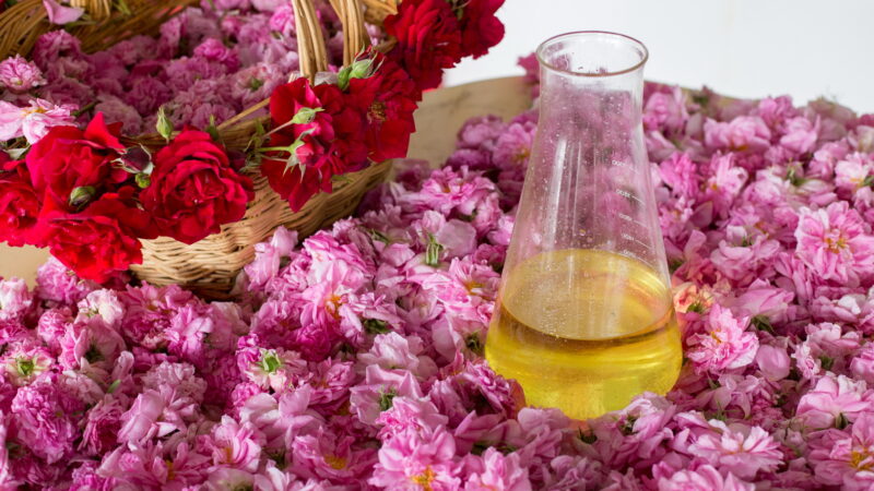 България е световен лидер в розовото масло с над 60% пазарен дял